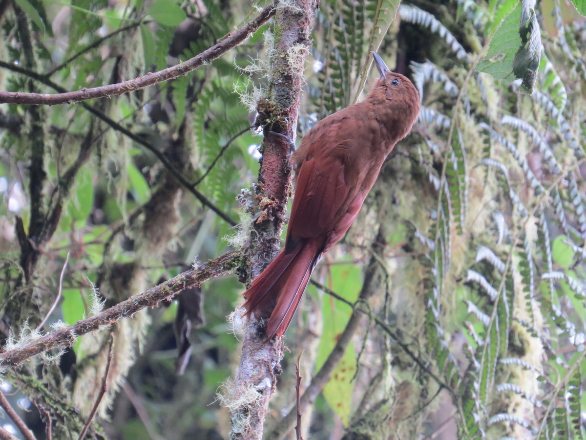 Tyrannine Woodcreeper - ML625083991