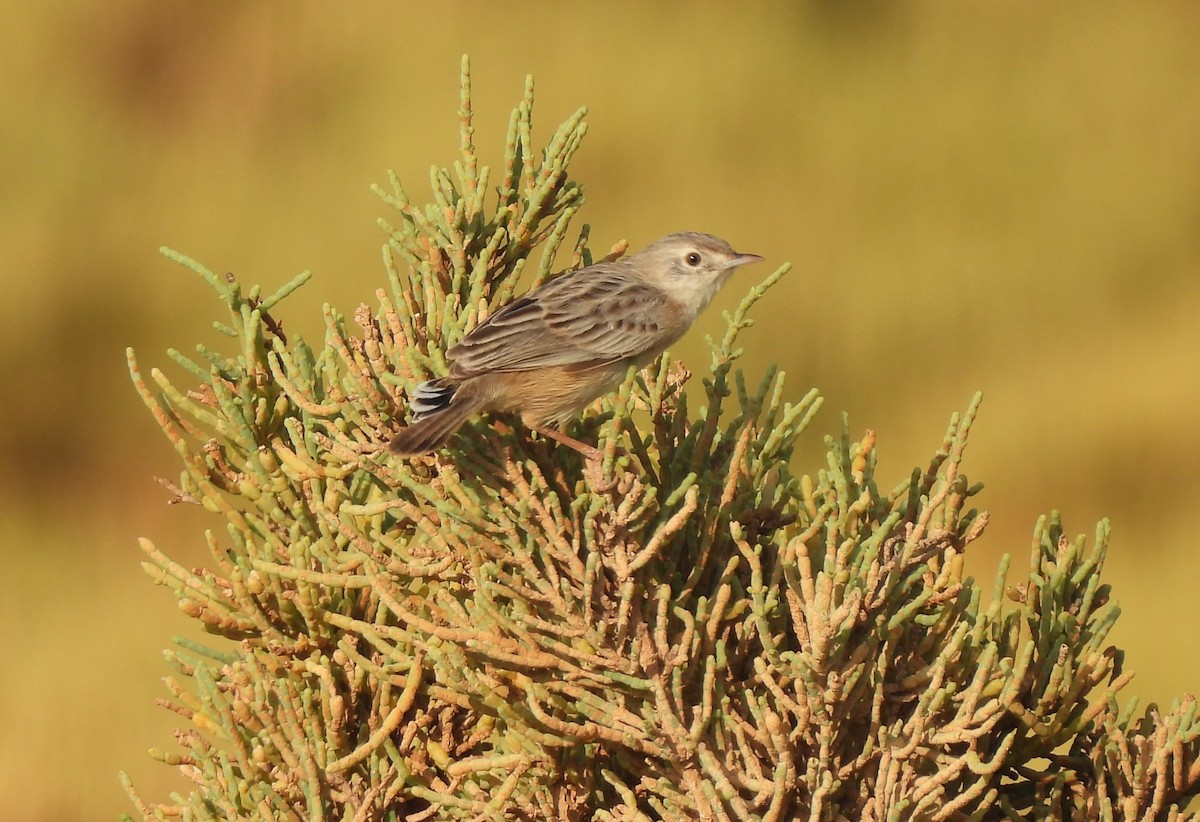 Socotra Cisticola - ML625084074