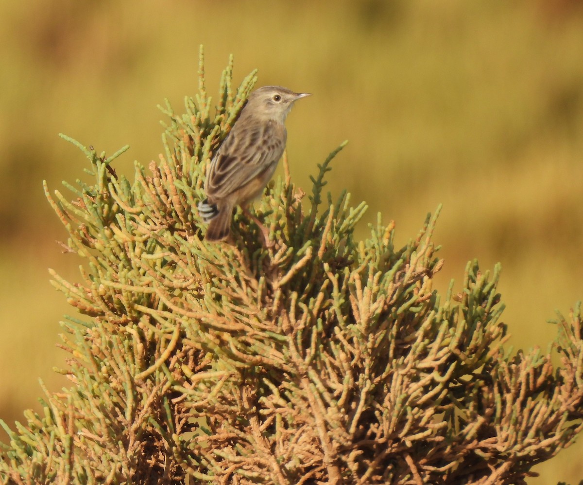 Socotra Cisticola - ML625084075