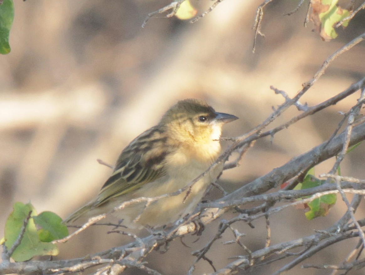 Black-headed Weaver - ML625084143