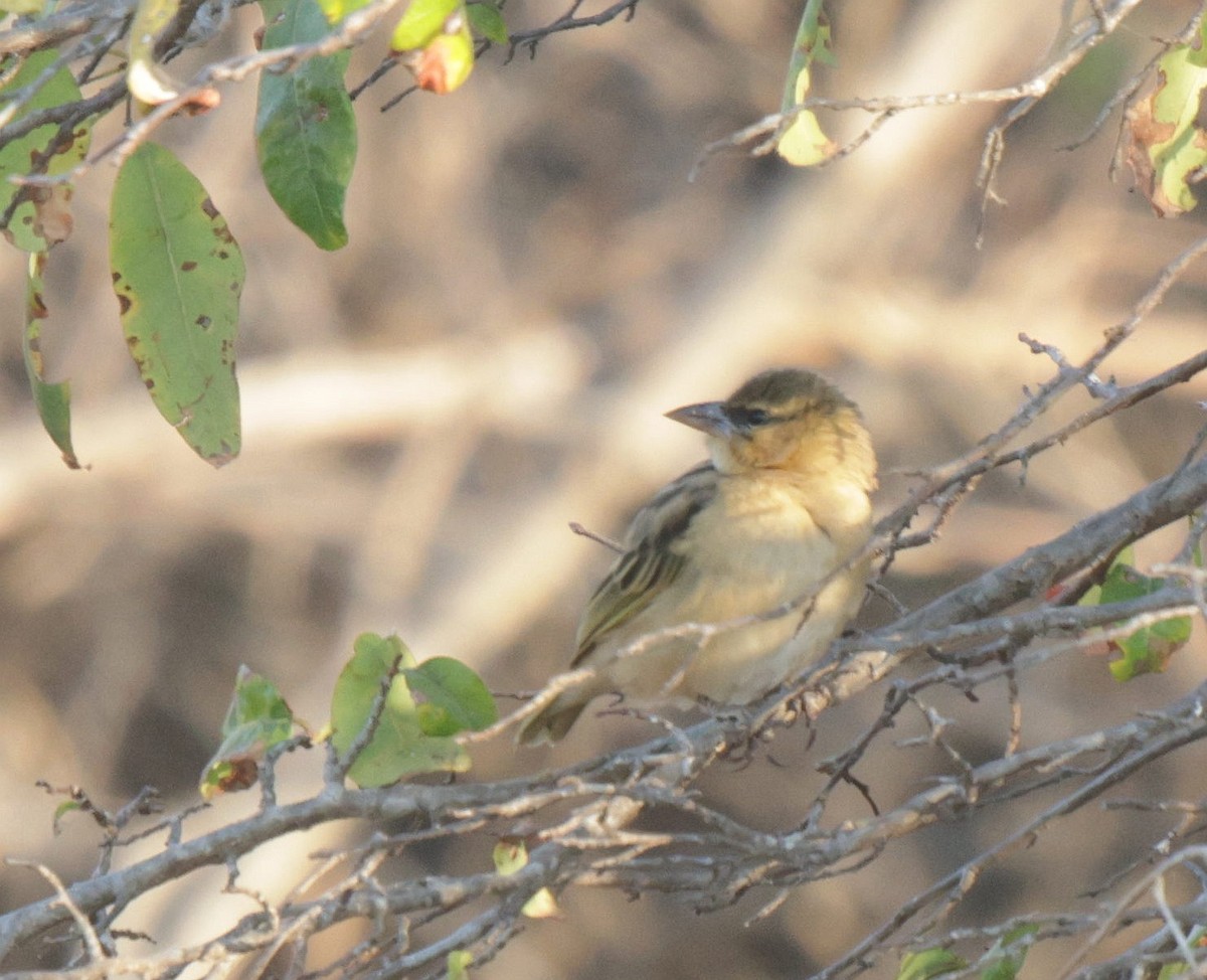 Black-headed Weaver - ML625084144