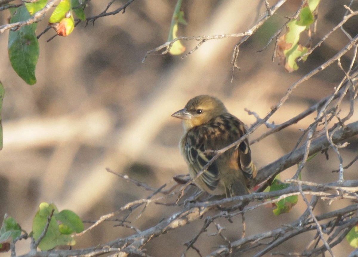 Black-headed Weaver - ML625084145