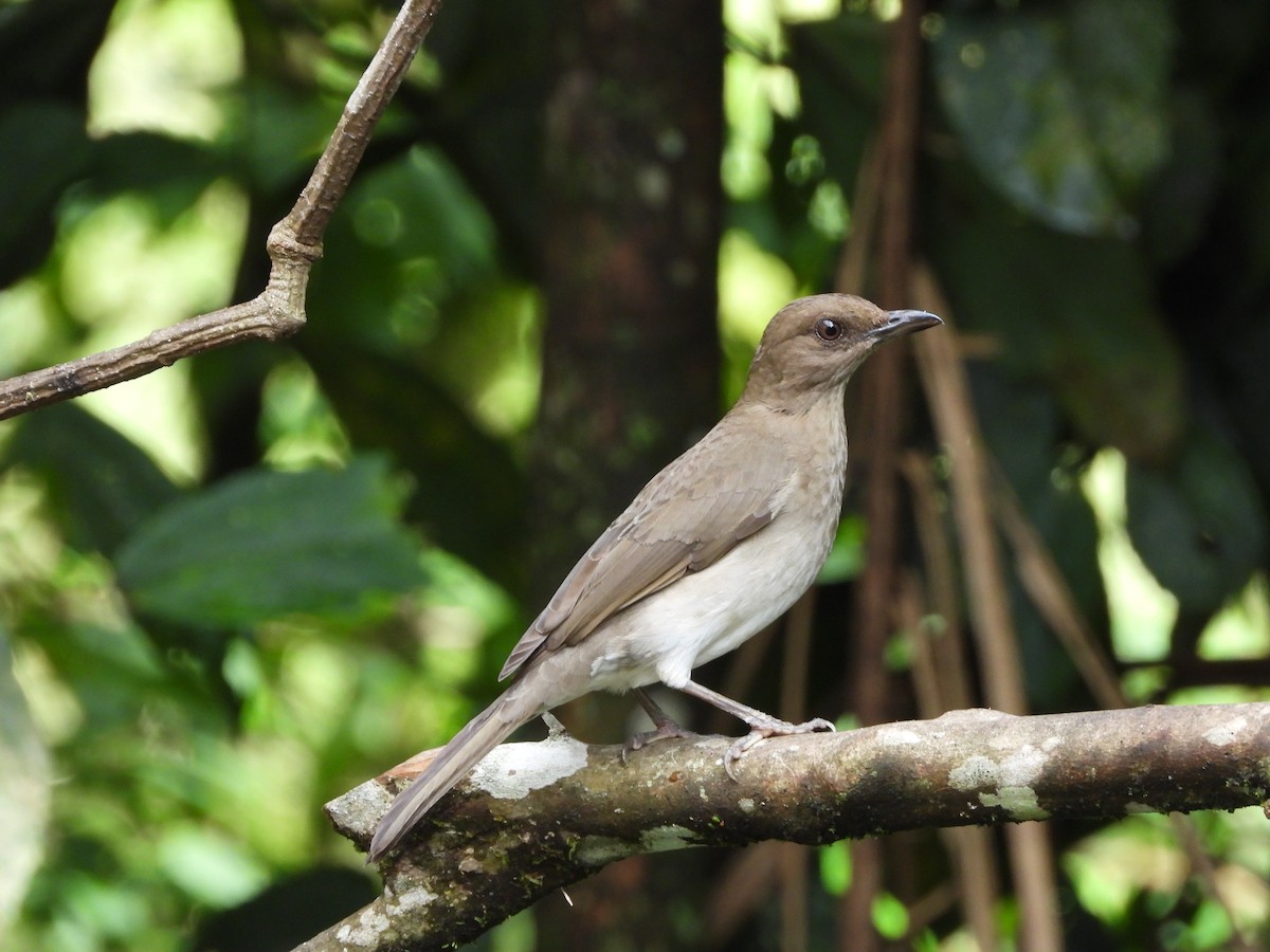 Black-billed Thrush - ML625084167