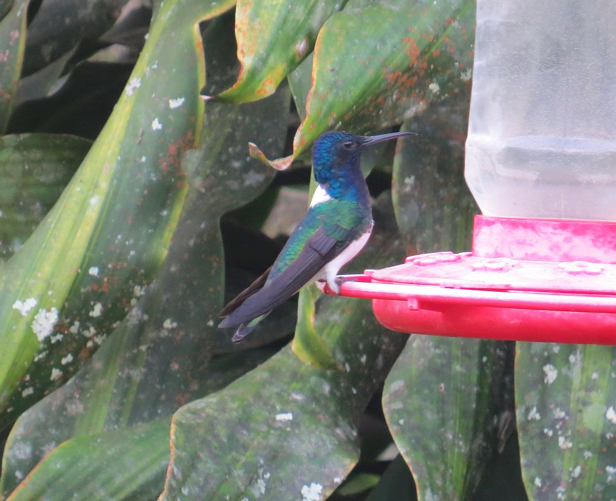 White-necked Jacobin - ML625084259