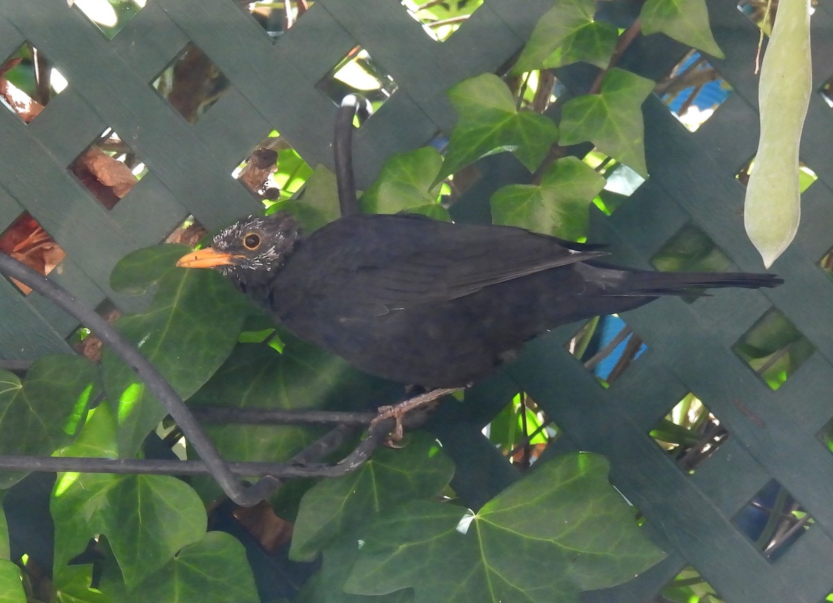 Eurasian Blackbird - ML625084298