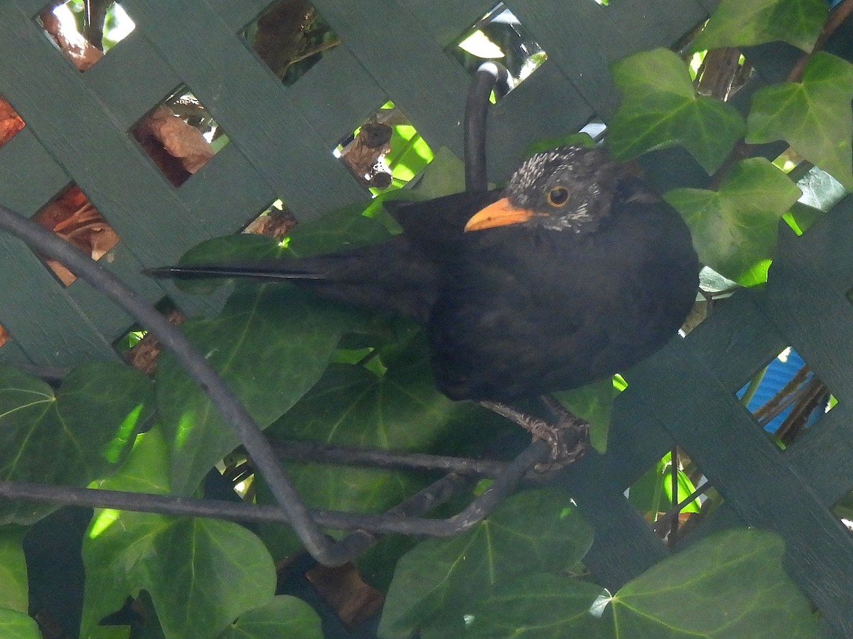 Eurasian Blackbird - ML625084299