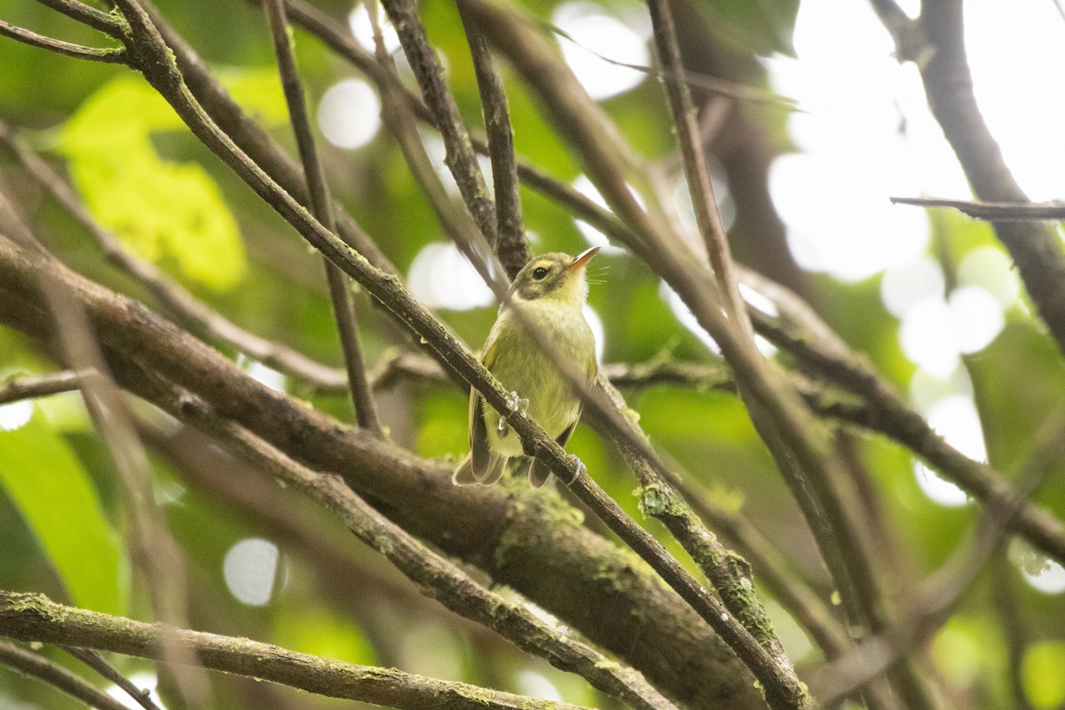 Oustalet's Tyrannulet - ML625084360