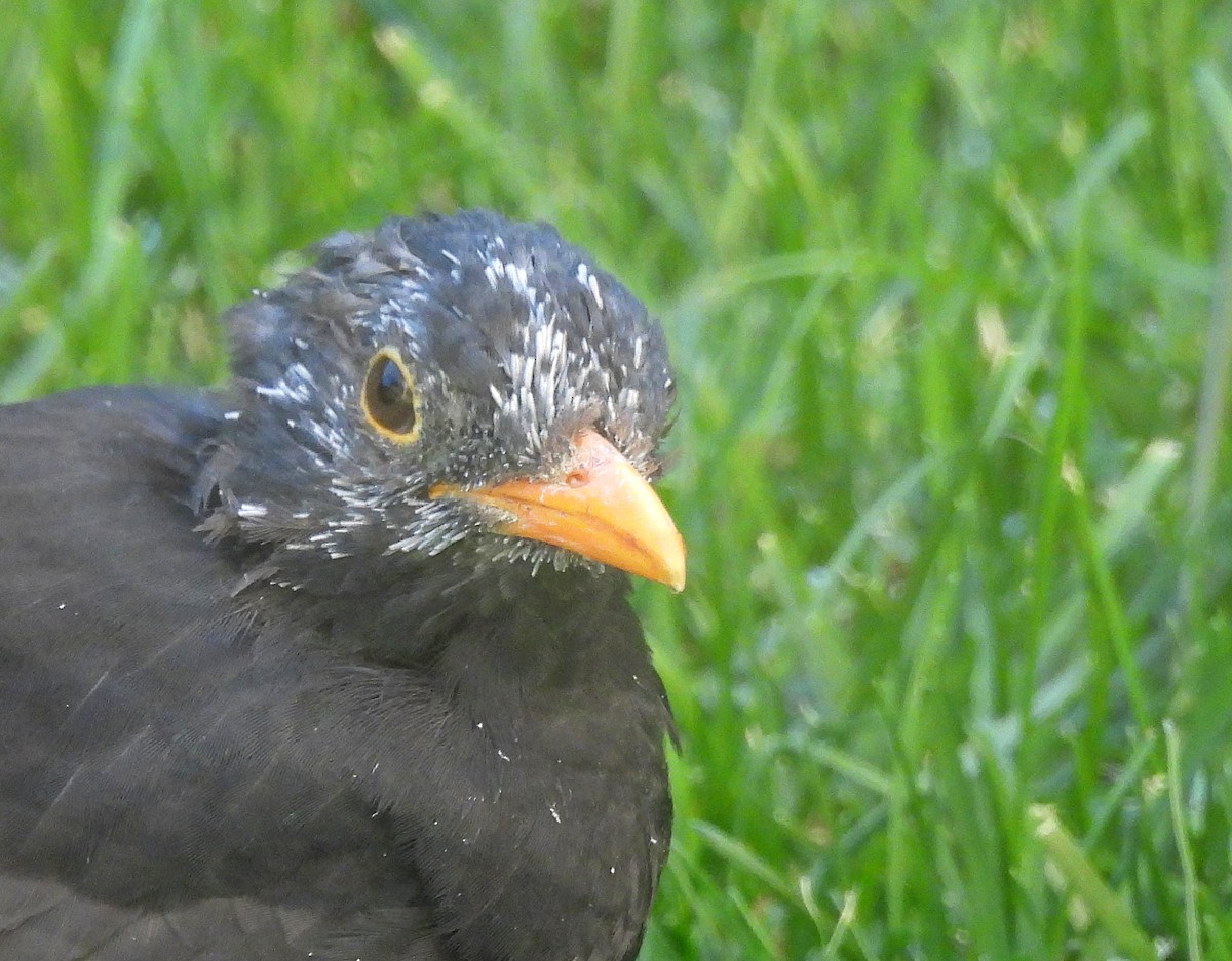 Eurasian Blackbird - ML625084383