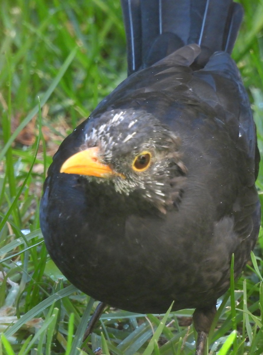 Eurasian Blackbird - ML625084384