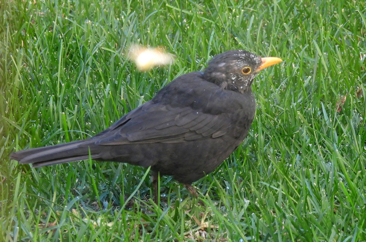 Eurasian Blackbird - ML625084385