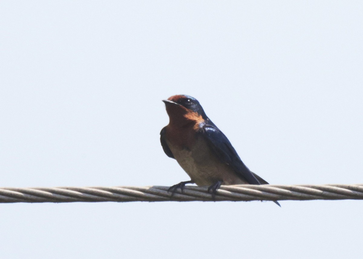 Angola Swallow - ML625084497