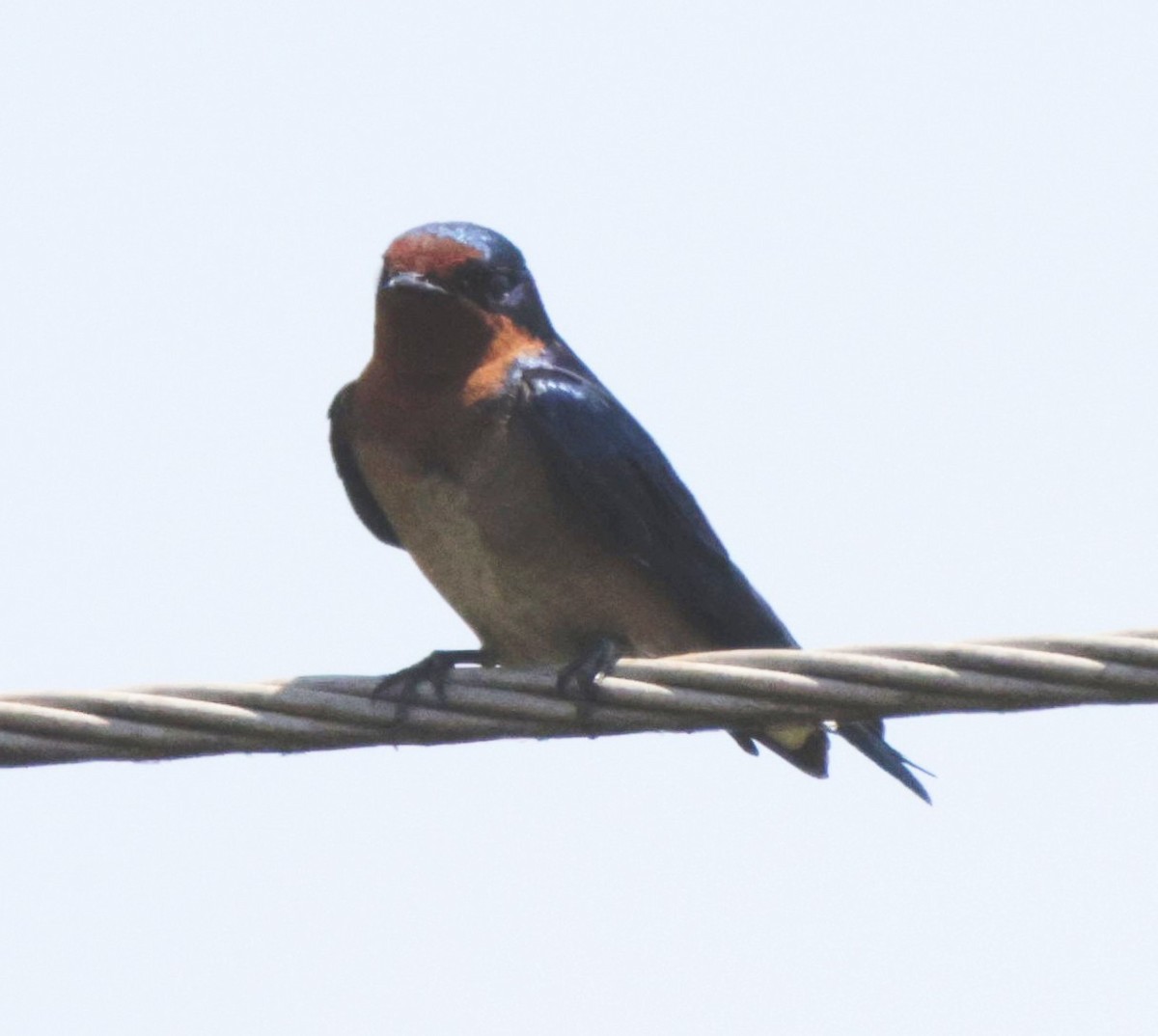 Angola Swallow - Frank Willems - Birding Zambia