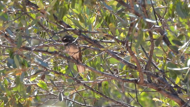 ハイイロオウギビタキ（alisteri） - ML625084509
