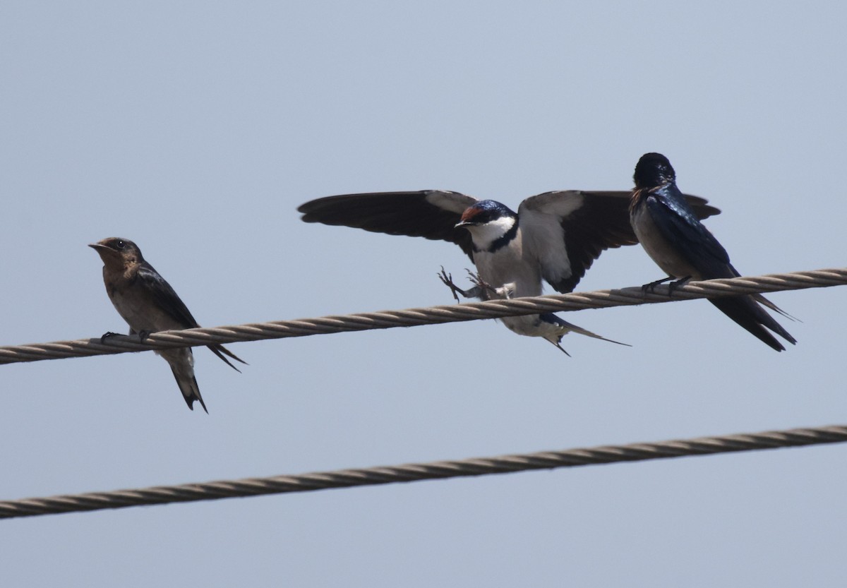 White-throated Swallow - ML625084522