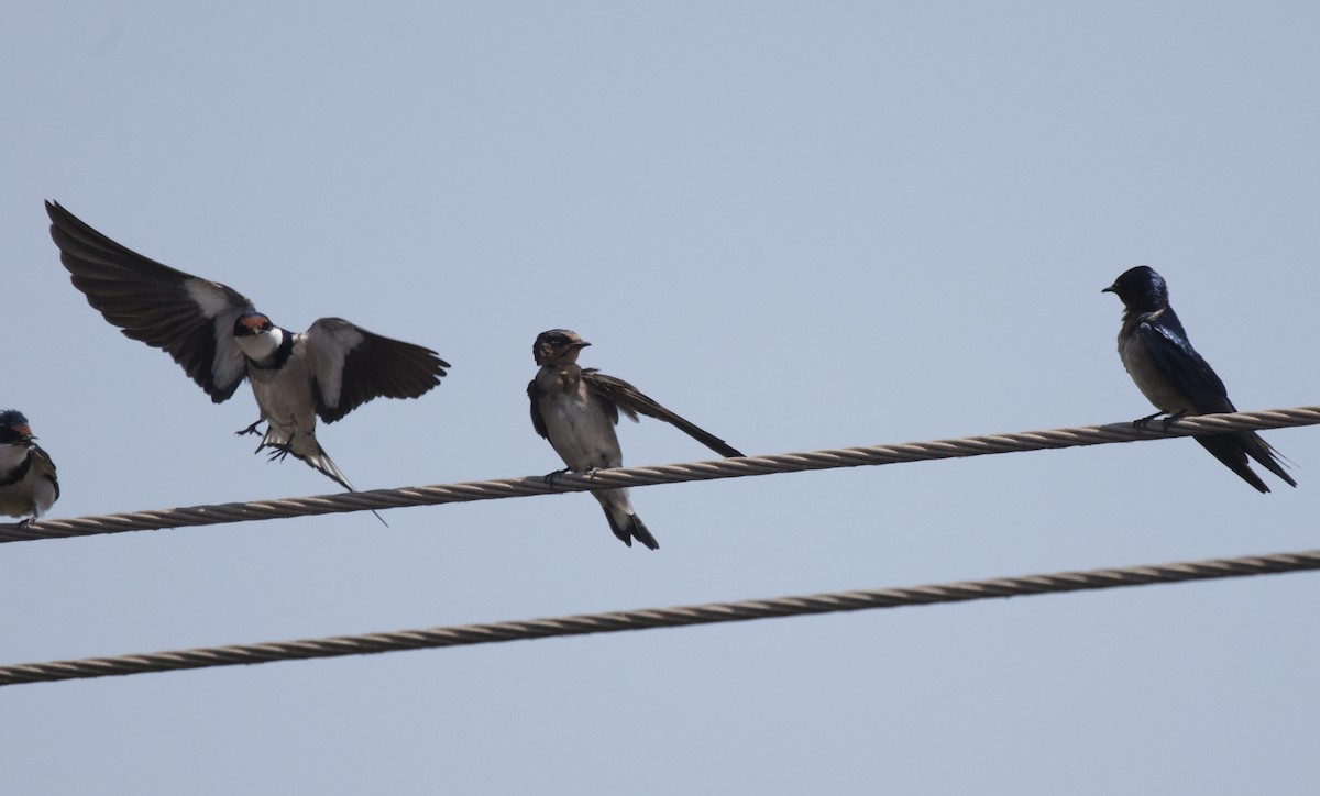 White-throated Swallow - ML625084523