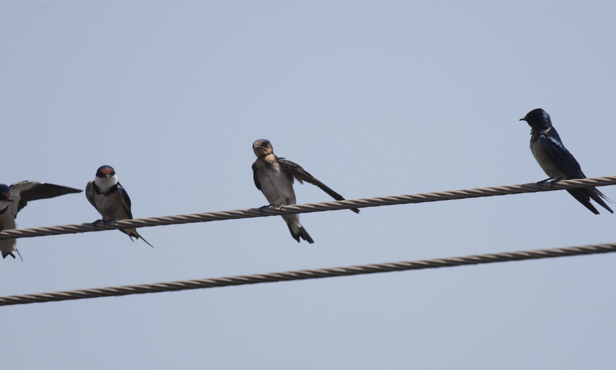 White-throated Swallow - ML625084524