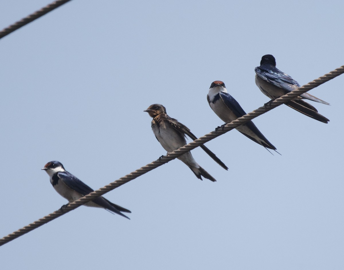 White-throated Swallow - ML625084525