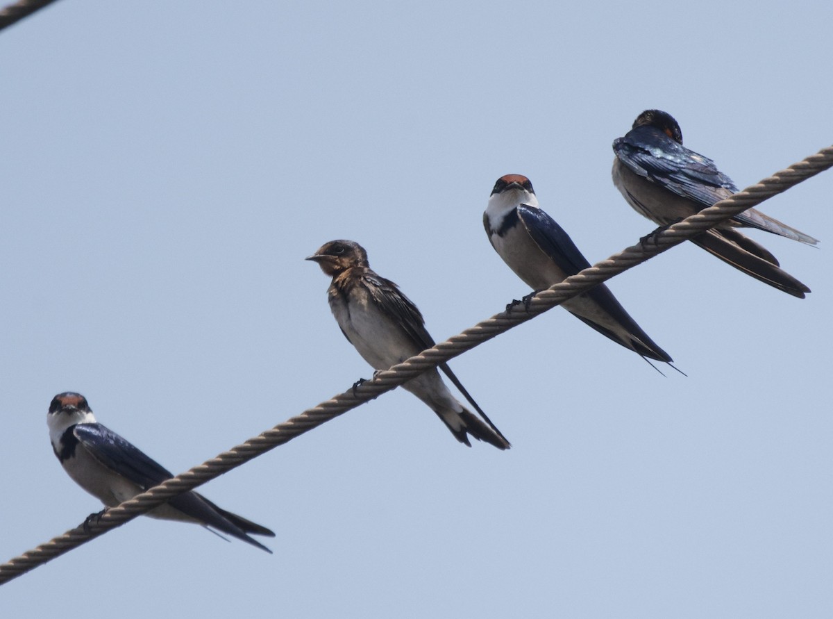 White-throated Swallow - ML625084526