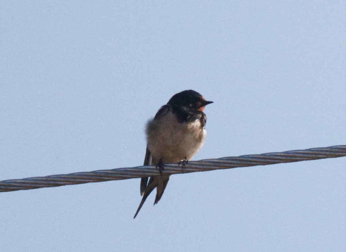 Barn Swallow - Frank Willems - Birding Zambia