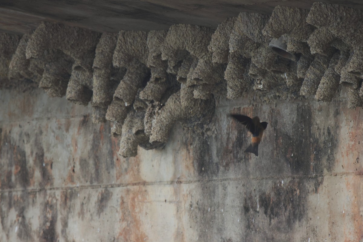 Red-throated Swallow - ML625084631
