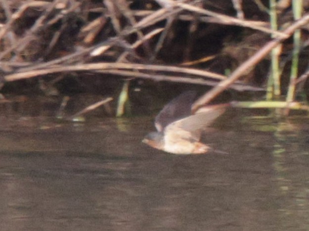 Red-throated Swallow - ML625084659