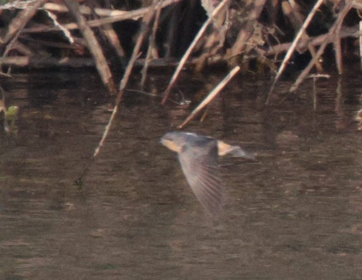 Red-throated Swallow - ML625084661