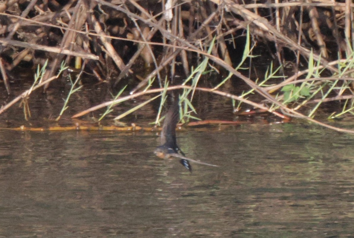 Red-throated Swallow - ML625084662