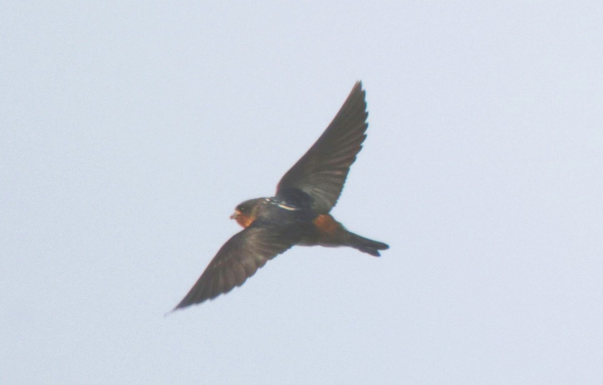 Red-throated Swallow - ML625084663
