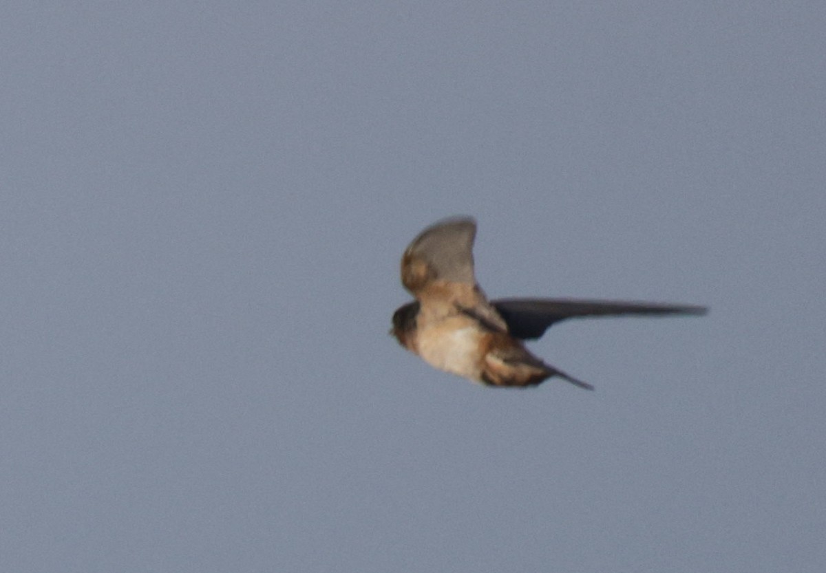 Red-throated Swallow - ML625084664