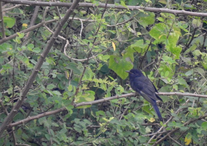 Gray-bellied Cuckoo - ML625084692