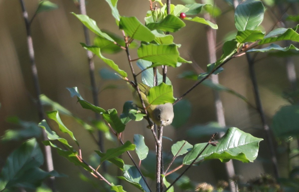 Nashville Warbler - ML625084699
