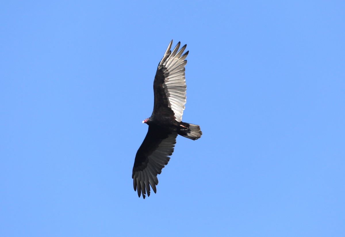Turkey Vulture - ML625084714