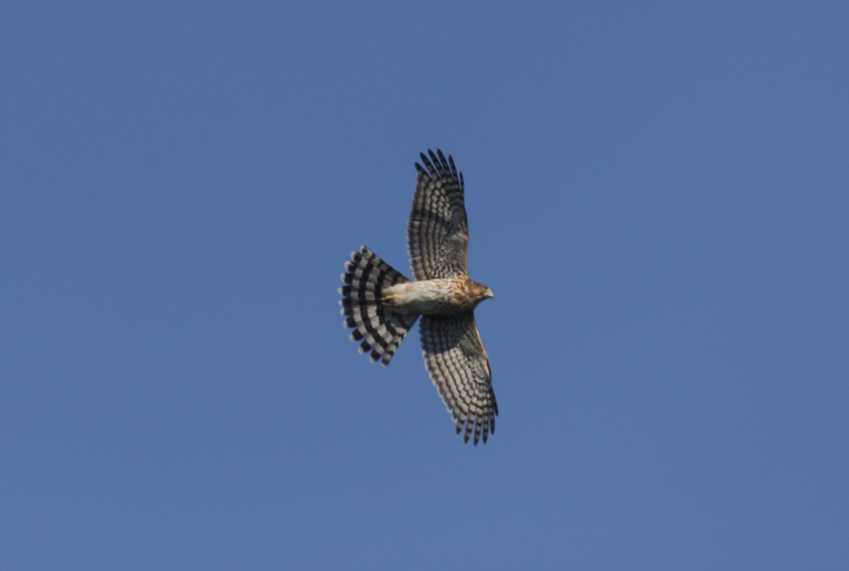 Cooper's Hawk - ML625084726