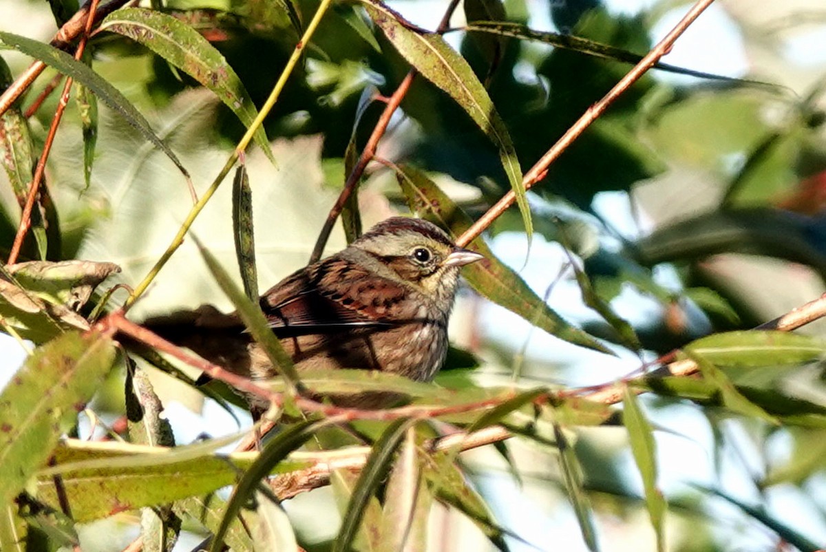 Swamp Sparrow - ML625084728