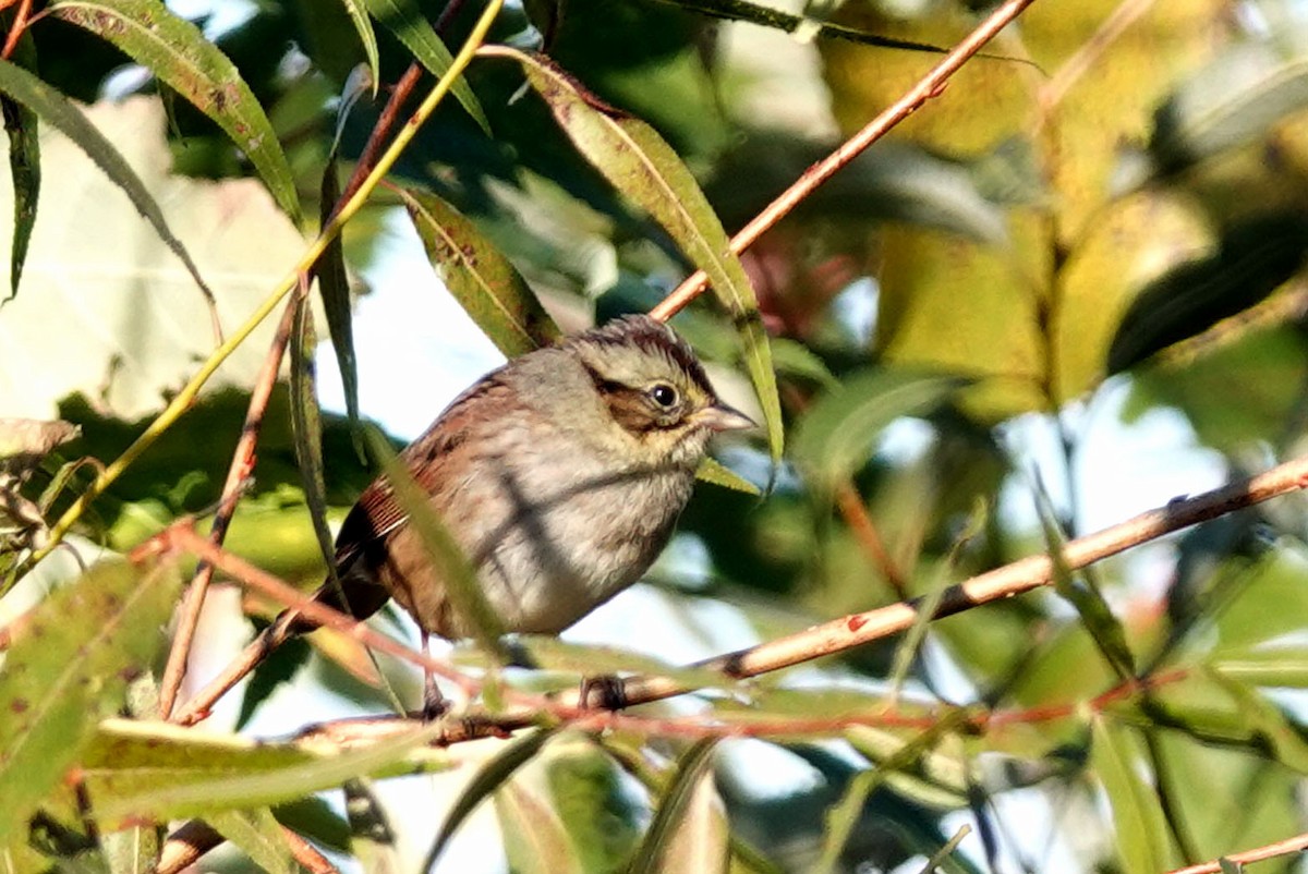 Swamp Sparrow - ML625084731