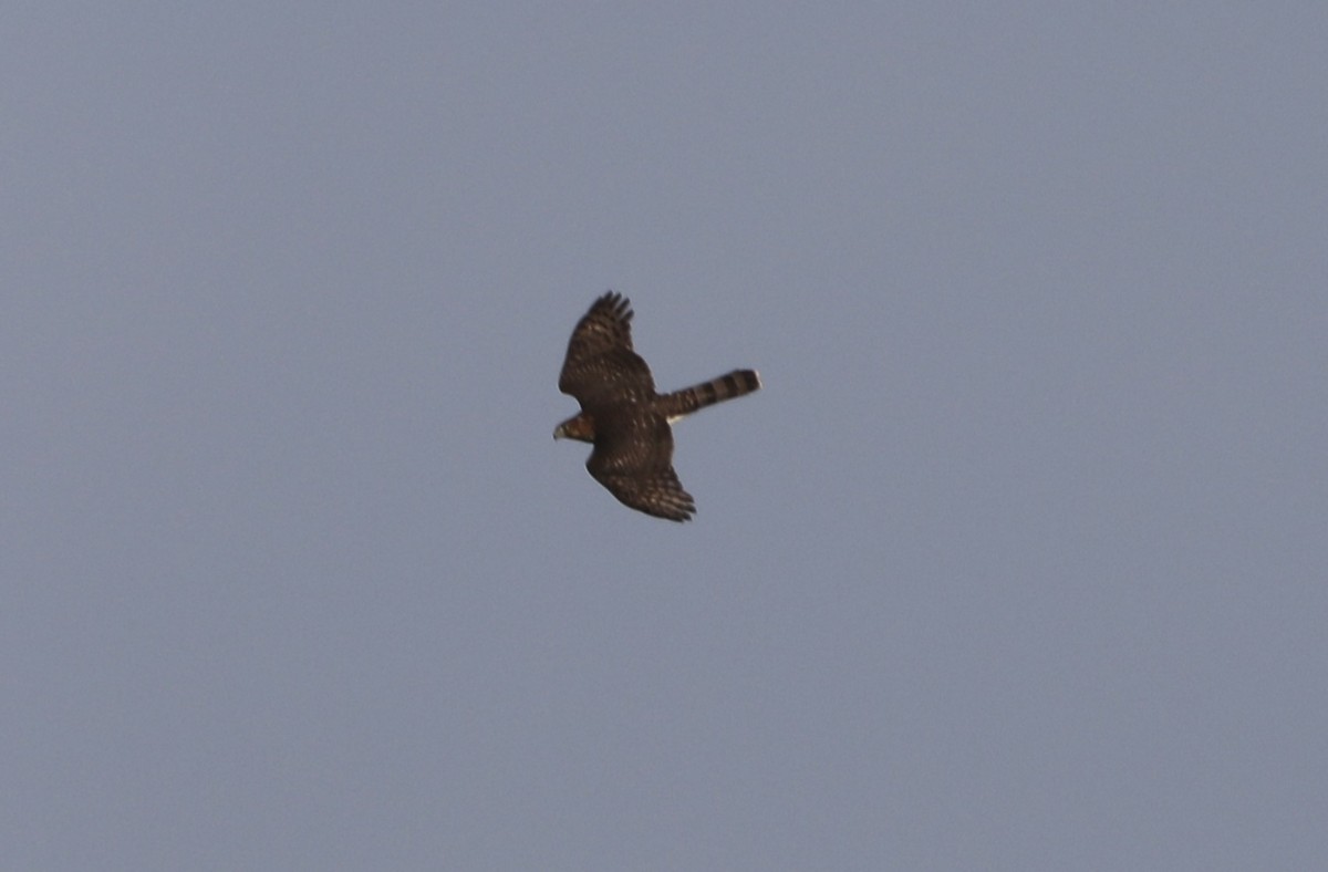 Cooper's Hawk - ML625084736