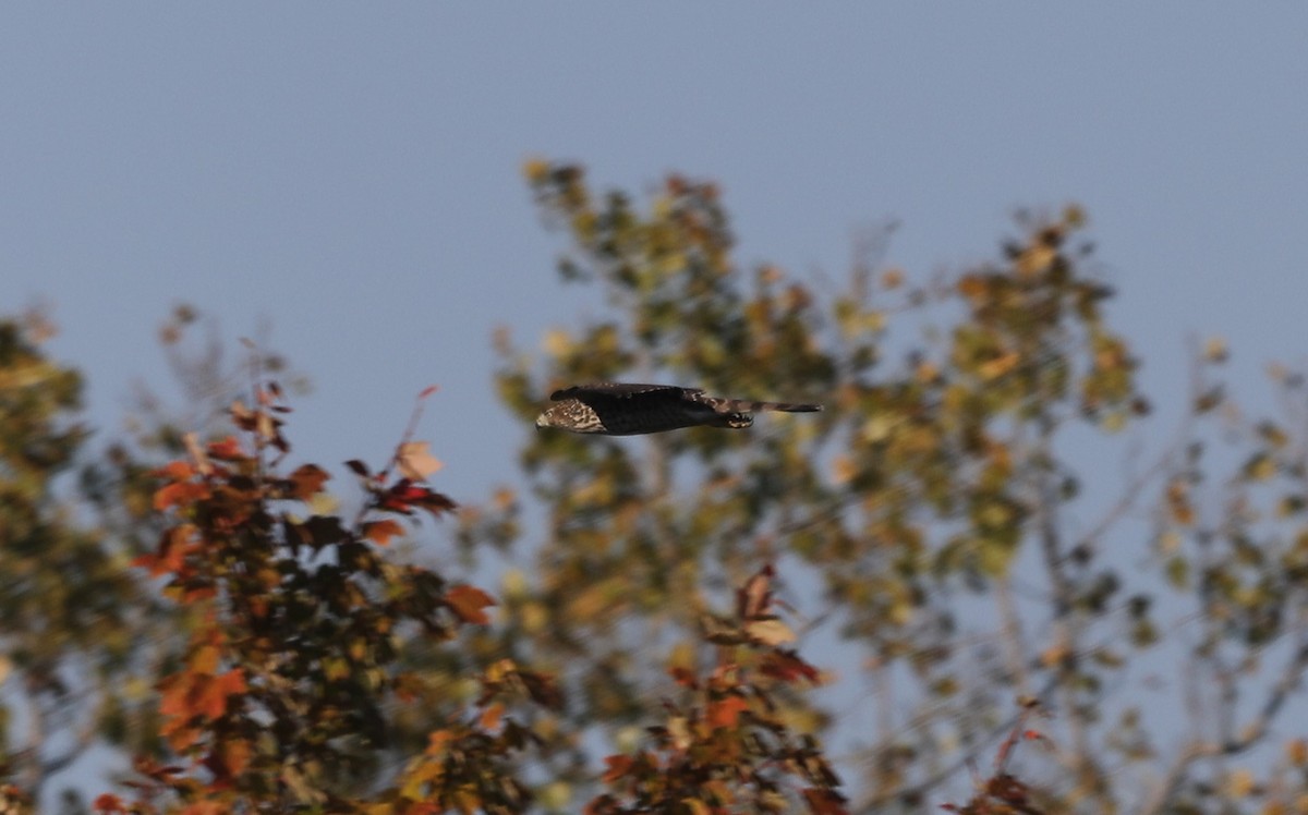 Cooper's Hawk - ML625084739
