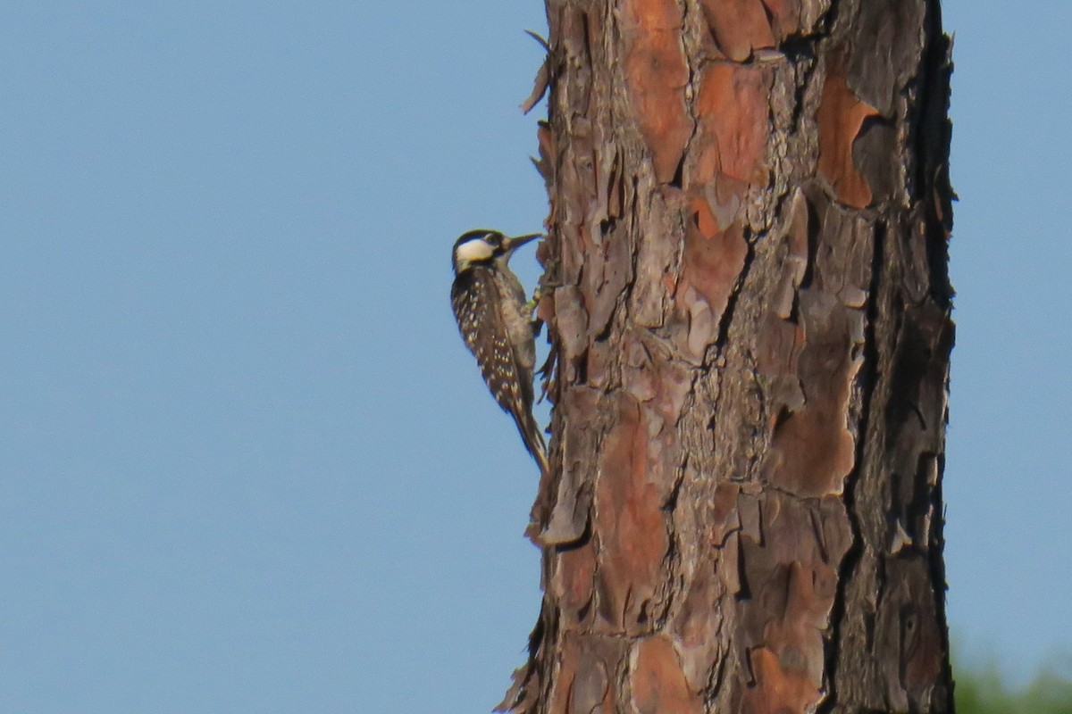 Red-cockaded Woodpecker - Toby Holmes