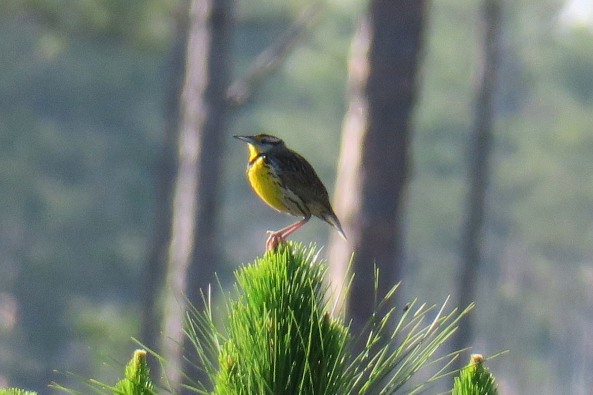 Eastern Meadowlark - Toby Holmes