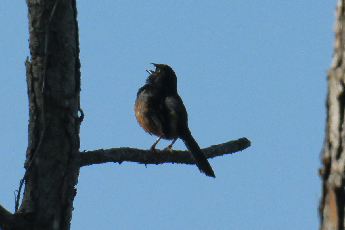 Eastern Towhee - Toby Holmes