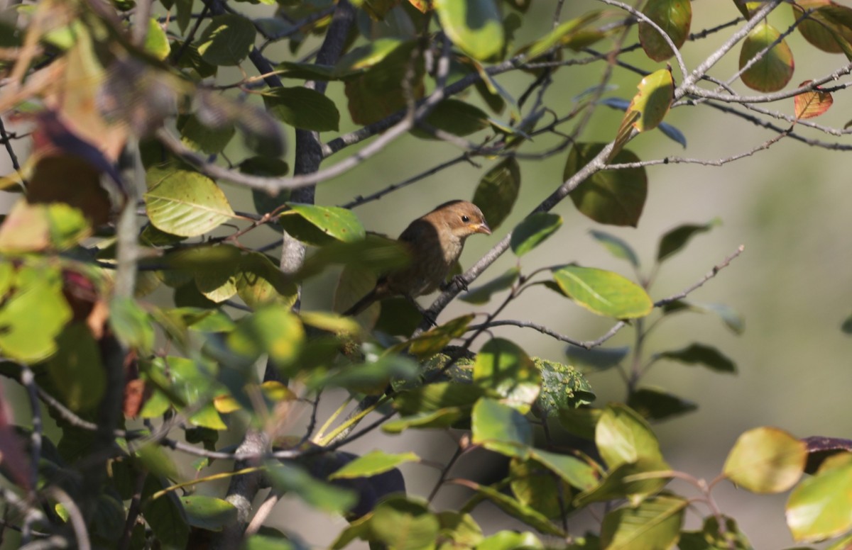 Indigo Bunting - ML625084768