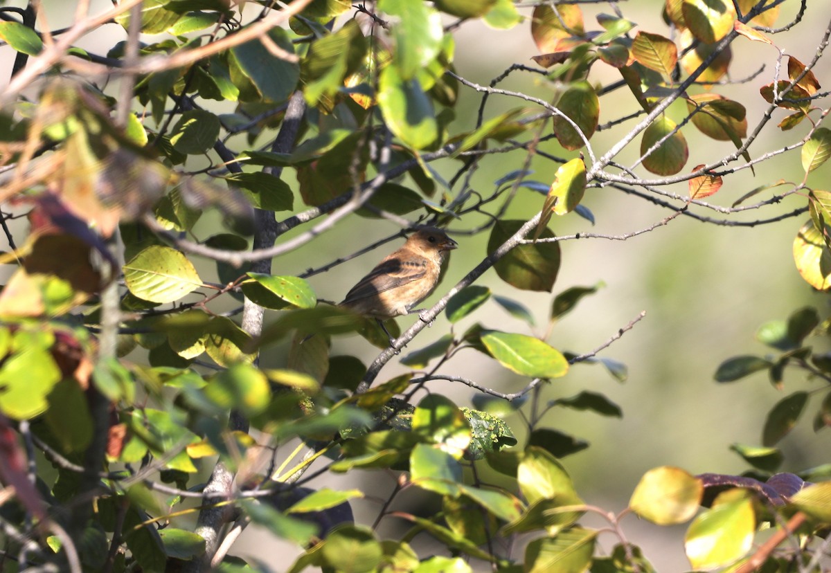 Indigo Bunting - ML625084797