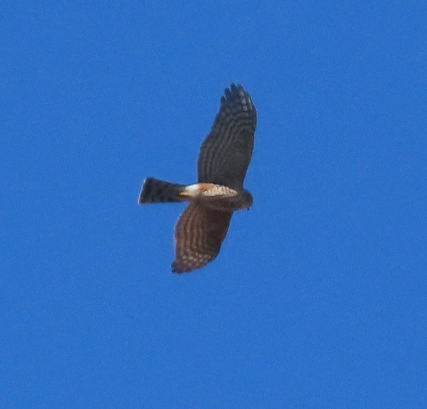 Sharp-shinned Hawk - ML625084808