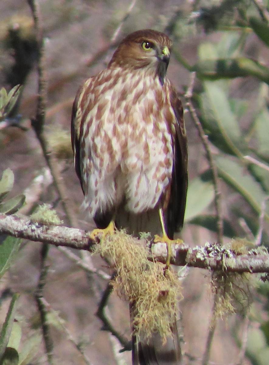 Sharp-shinned Hawk - ML625084809