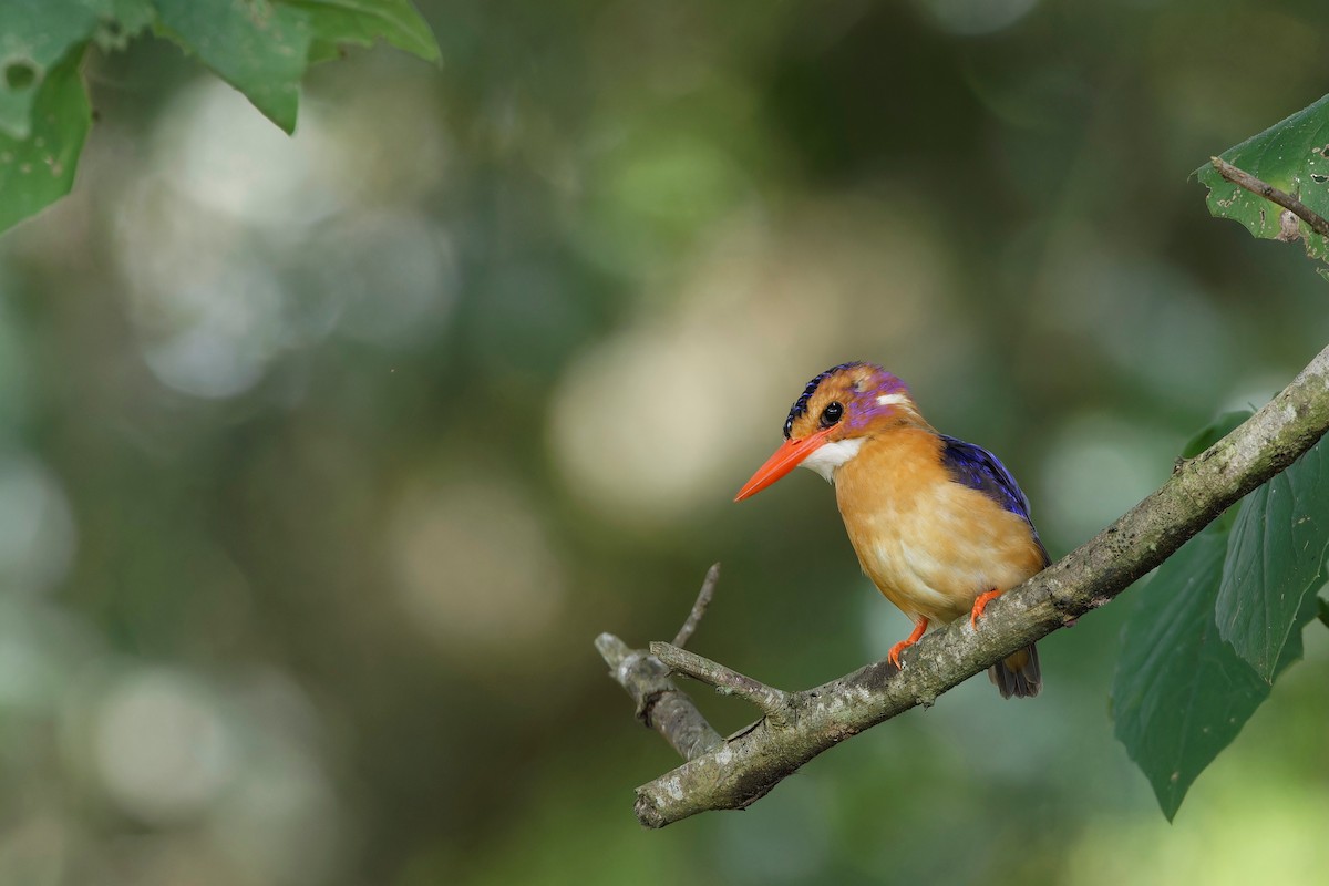 African Pygmy Kingfisher - ML625085221