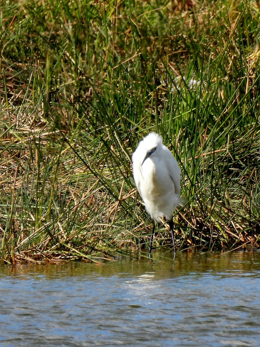 Little Egret - ML625085259