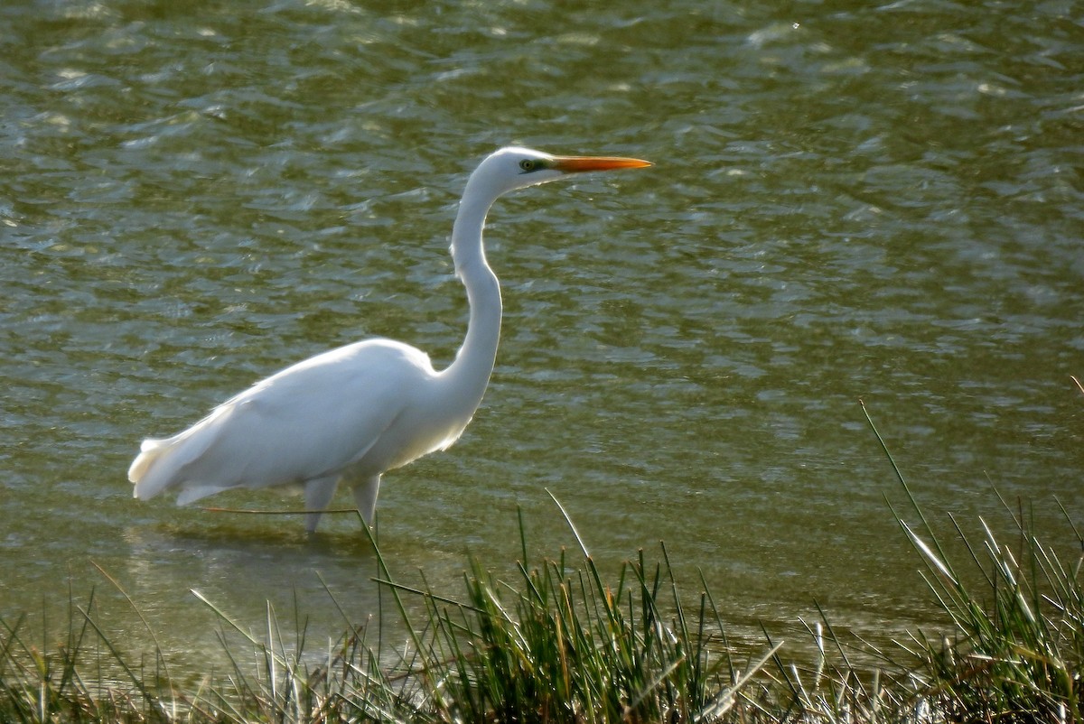 Great Egret - ML625085267