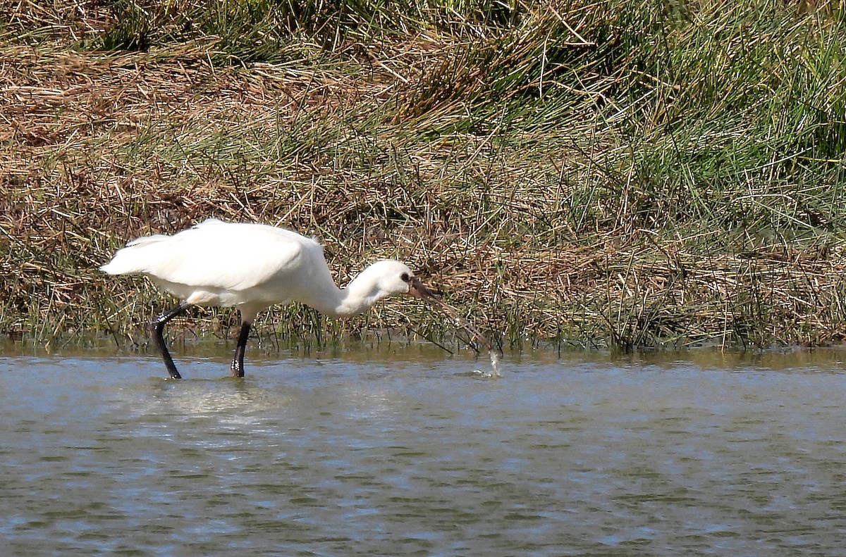 Eurasian Spoonbill - ML625085285