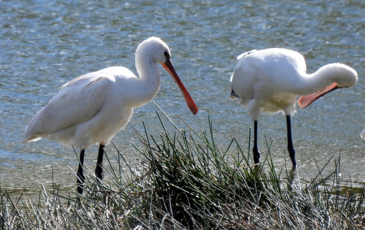 Eurasian Spoonbill - ML625085286