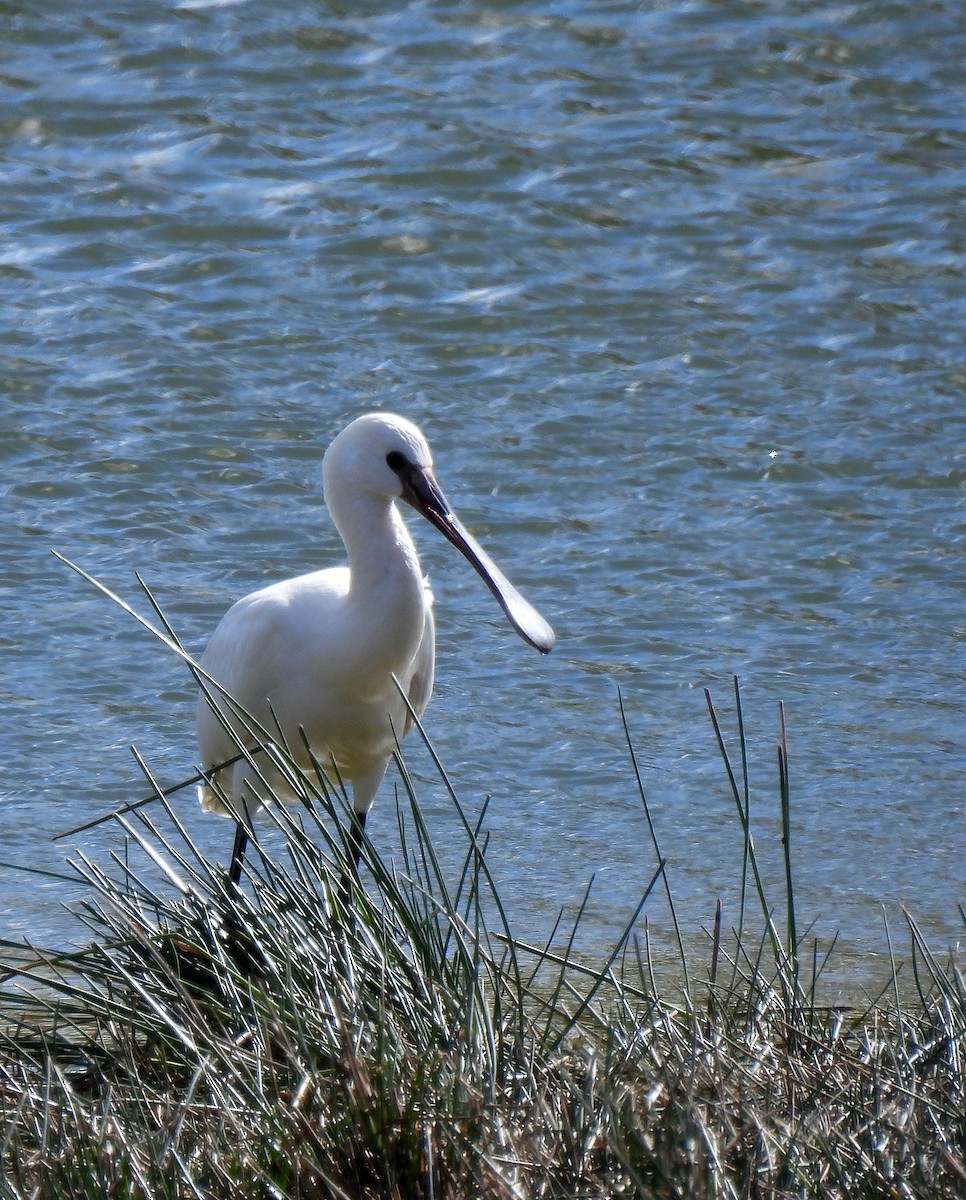 Eurasian Spoonbill - ML625085287